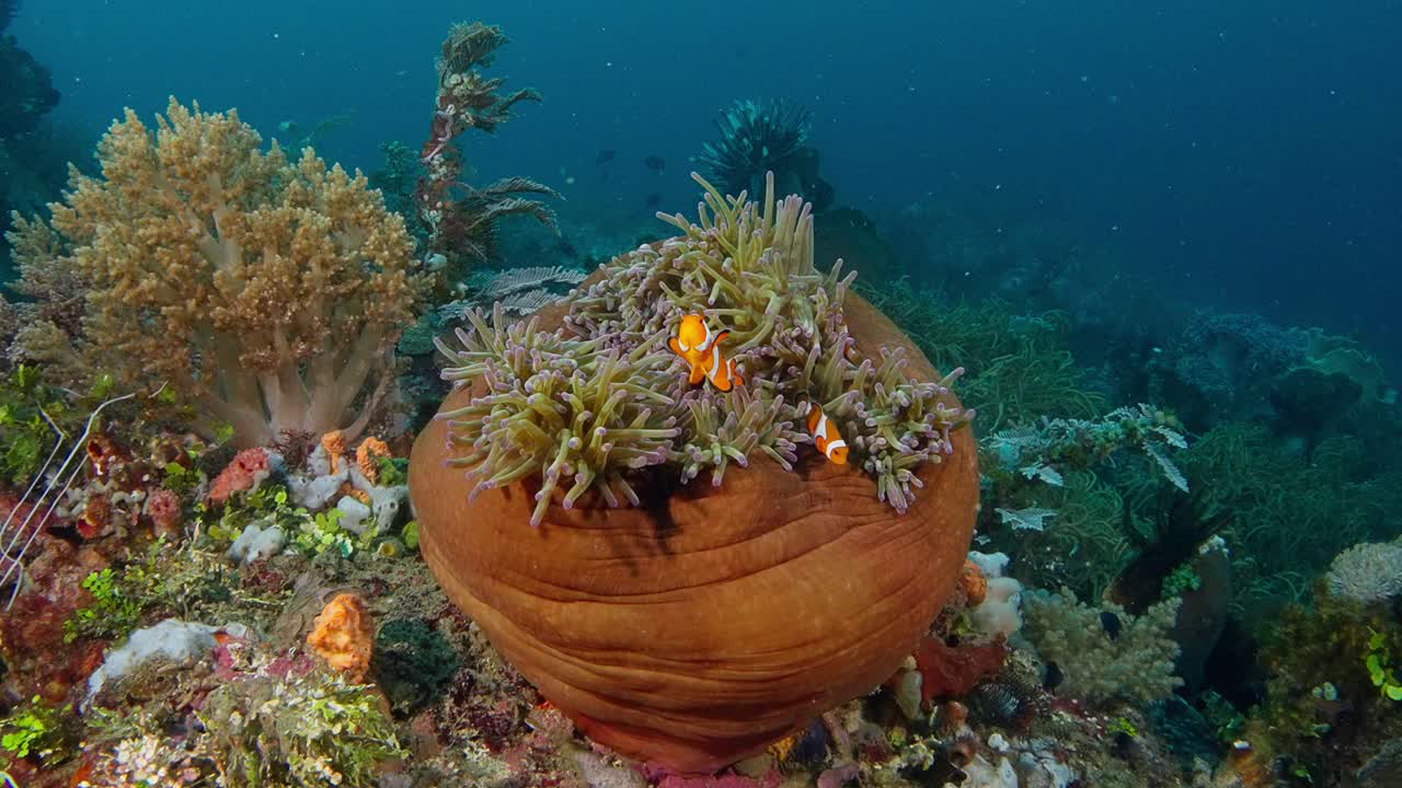 una gran anémona enrollada con pez payaso en el estrecho de lembeh, indonesia