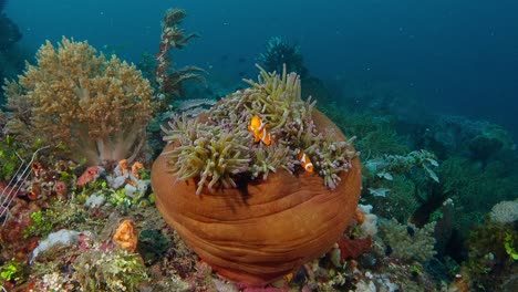 a large rolled up anemone with clownfish in lembeh straits, indonesia