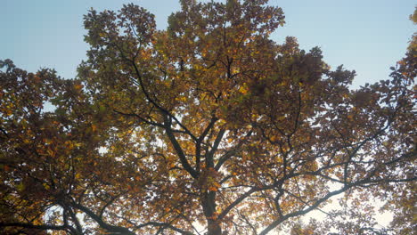 Tiro-De-ángulo-Bajo-De-Un-árbol-Con-Hermosos-Colores-Otoñales