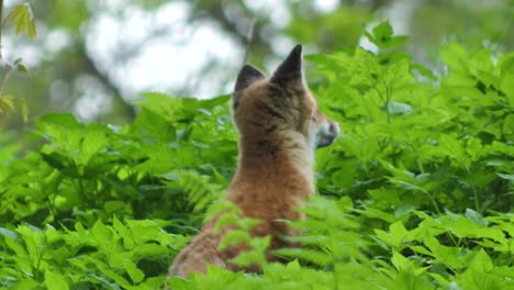 Cute-red-fox-cub-stands-in-the-grass-and-looks-at-the-camera