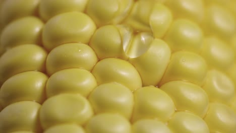 close-up of a corn cob