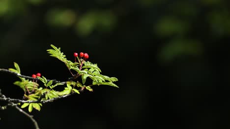 close-up of rowan tree branch with red berries