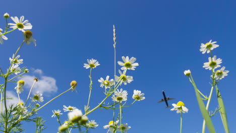 airplane flying over a field of chamomile