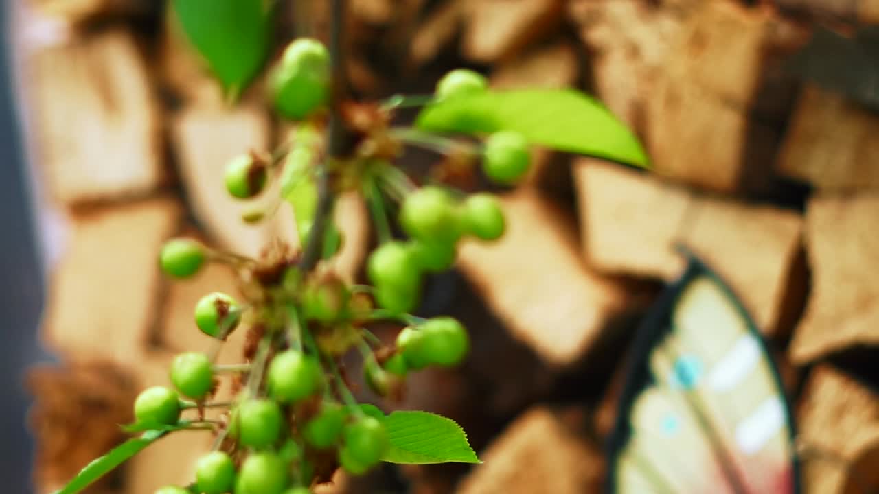 Flowers and a pile of wood