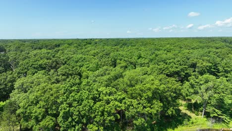 Copas-De-Los-árboles-De-Varias-Especies-En-Michigan