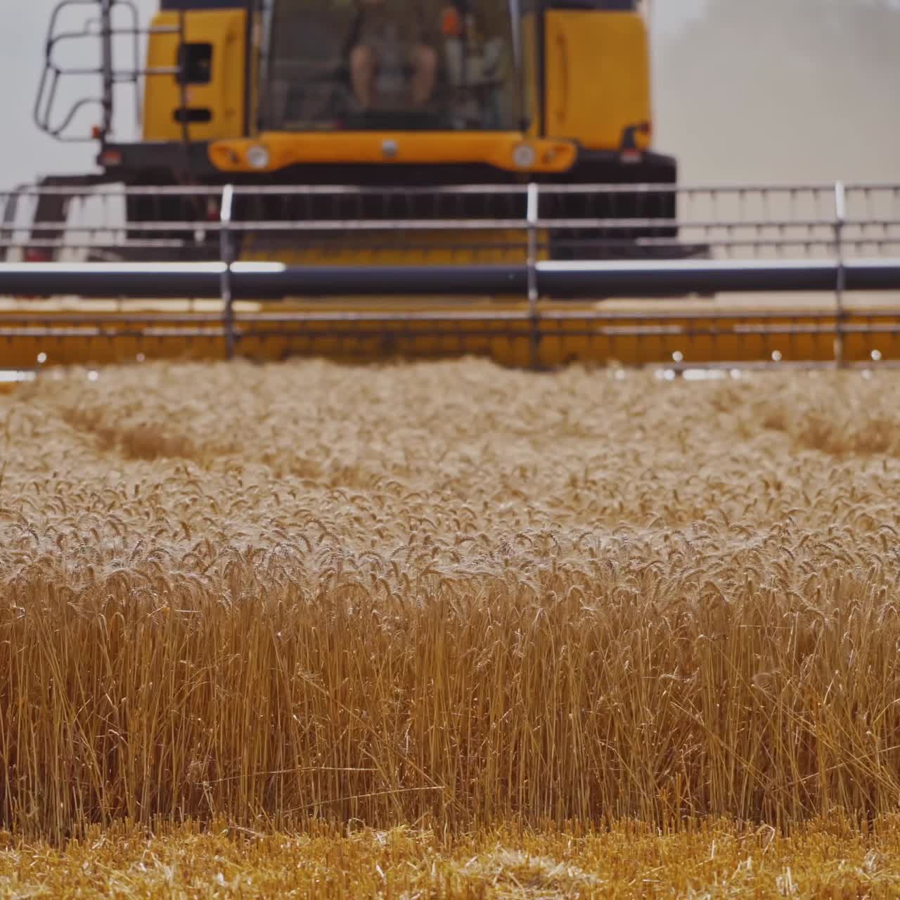 Combine Harvester Cutting Wheat
