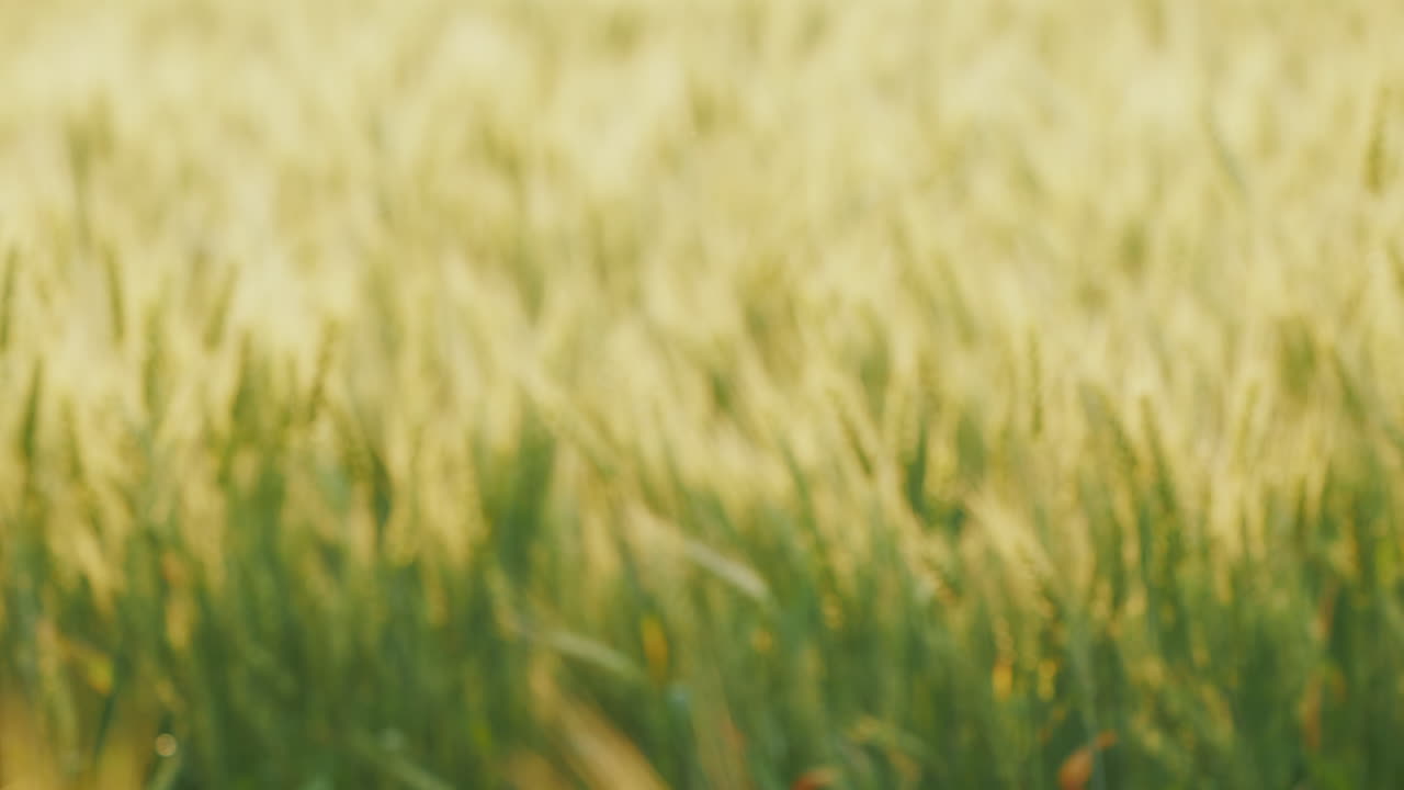 un grupo de jóvenes granjeros enérgicos juntaron sus manos sobre un fondo de trigo borroso