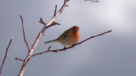 a male house finch perched on a tree branch - zooming in for a close up