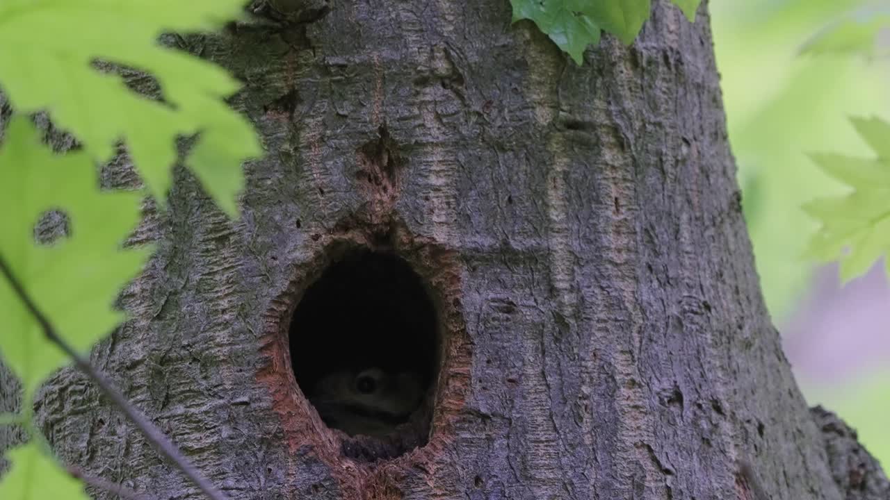 un plano fijo de un hueco en un tronco de árbol grueso