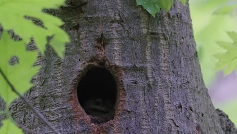 Eine-Stetige-Aufnahme-Einer-Mulde-In-Einem-Dicken-Baumstamm