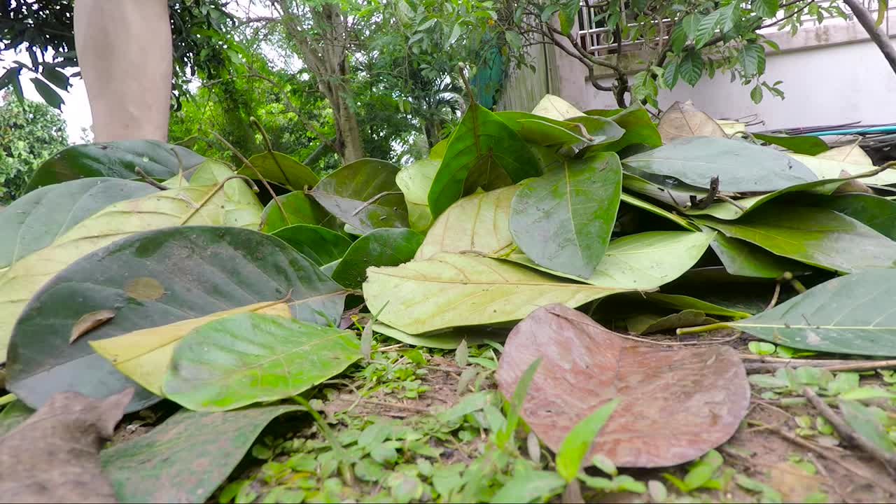un montón de hojas verdes recolectadas por un agricultor que usa pantalones cortos y sandalias