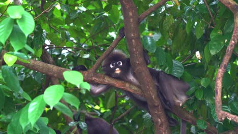 curioso mono de hoja oscura, trachypithecus obscurus, refugio bajo el exuberante dosel verde en su hábitat natural, apoyado en la rama del árbol, mirando hacia abajo desde arriba, observando el medio ambiente circundante