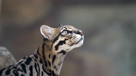 Imágenes-En-Cámara-Lenta-Capturan-La-Mirada-De-Un-Gato-Montés-Moteado