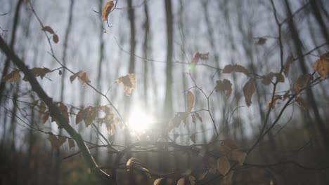 Golden-autumn-and-colorful-leaves-on-the-trees