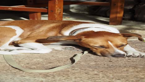 cute brown and white dog sleeping on the ground outdoors