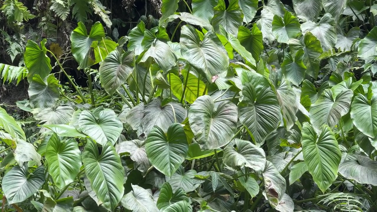 Follaje tropical verde exuberante en un entorno de selva tropical