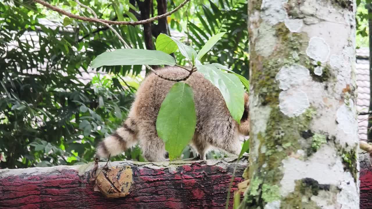 mapaches en un árbol