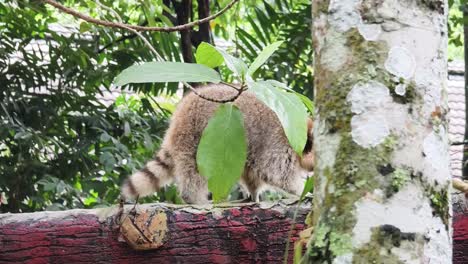 raccoon in a tree