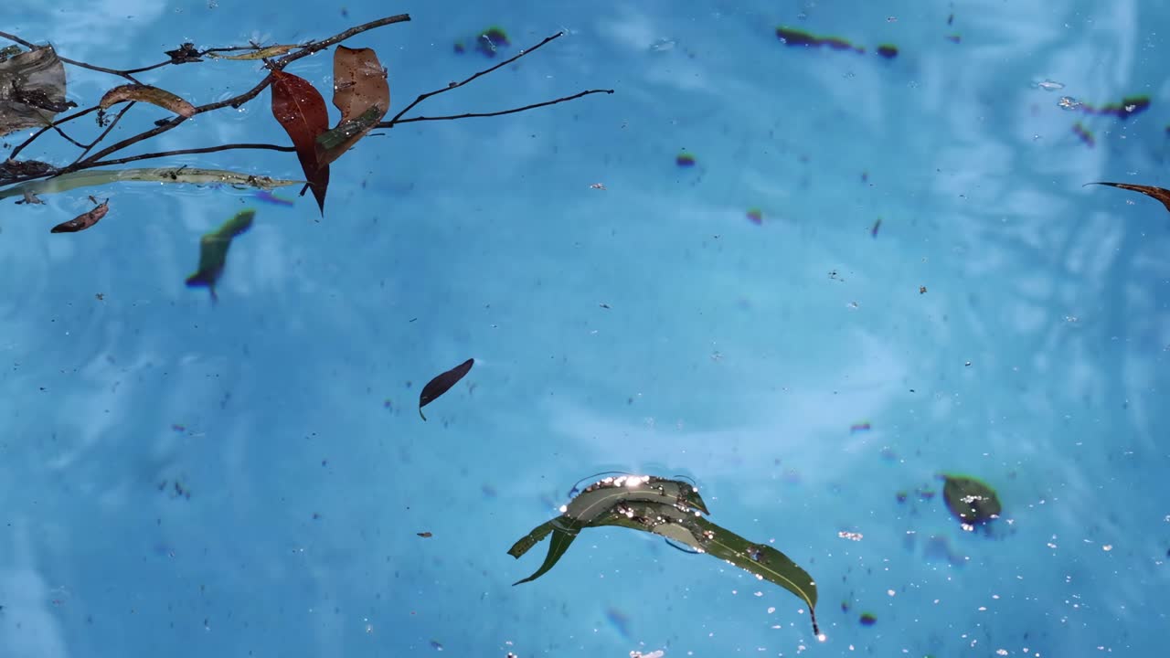 Colorful leaves and fish gracefully move in a clear blue pond, creating a serene aquatic scene.