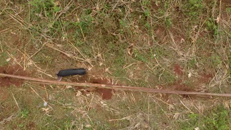 Aerial-birds-eye-view-shot-of-a-black-pig-in-a-pig-pen-in-Africa