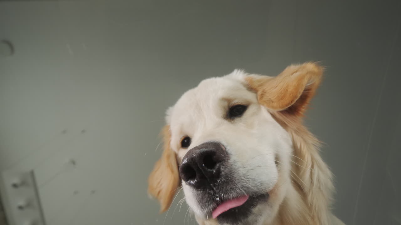 해피 골든 리트리버