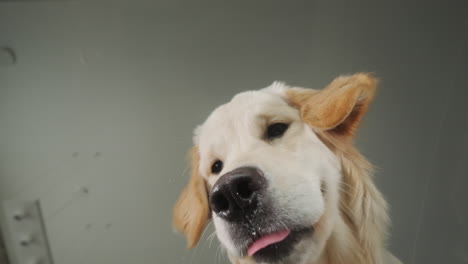 el golden retriever feliz