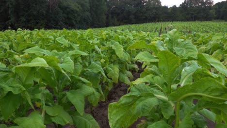cultivo de tabaco en un campo en el sur del condado de orange, carolina del norte