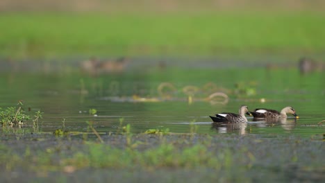 beautiful indian spot billed ducks feeding in pond