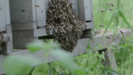 many bees hang on the beehive with flying bees front of it