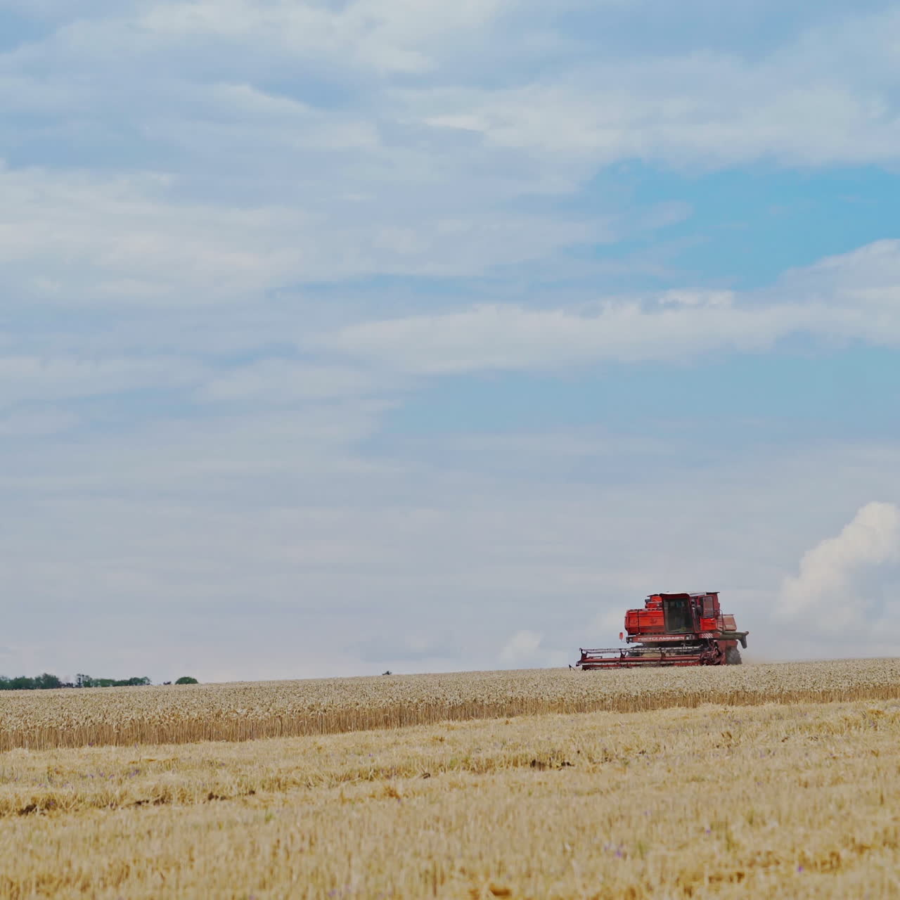 Harvest time. A combine harvester working in a wheat field