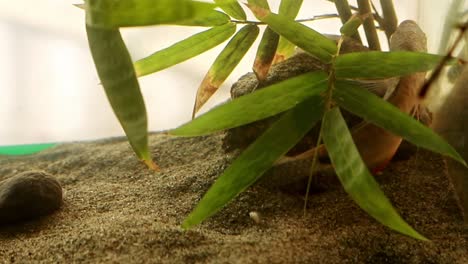 a three spot gourami also known as the opaline gourami or trichopodus trichopterus hiding under foliage inside an aquarium