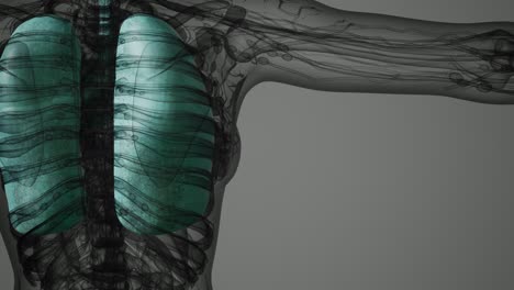 science anatomy scan of human lungs