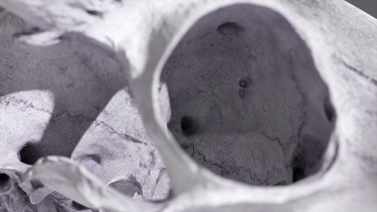 primer plano de un cráneo