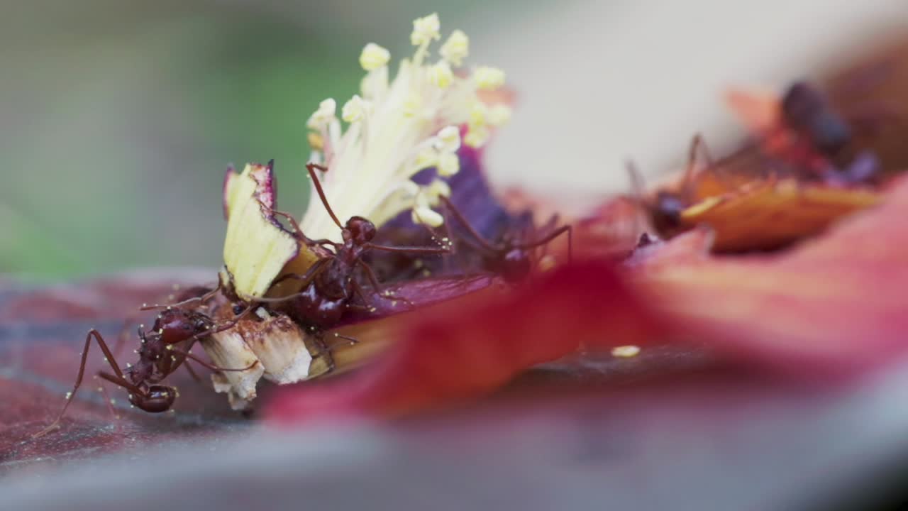 imágenes de time-lapse de hormigas de fuego alimentándose de una flor de hibisco roja caída y pistilo