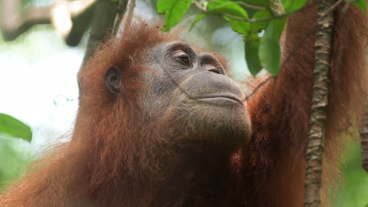 Orangutan di Sumatra, femmina adulta selvatica, che si guarda intorno nella volta della foresta.