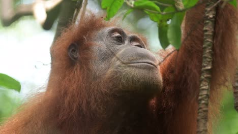 orangután de sumatra, hembra adulta salvaje mirando alrededor del dosel del bosque