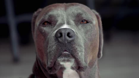 pitbul dog sniffing  shot at 100fps 4k