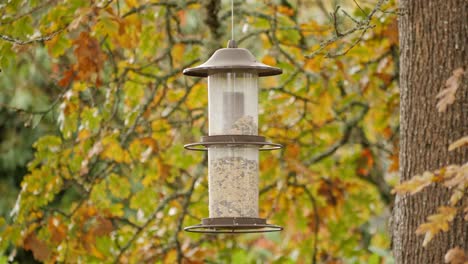 its fall, a bird feeder sways in the breeze, no birds come to eat the seeds