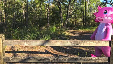 Inflatable-axolotl-walking-up-to-and-leaning-on-split-rail-fence-looking-towards-forest-before-walking-away