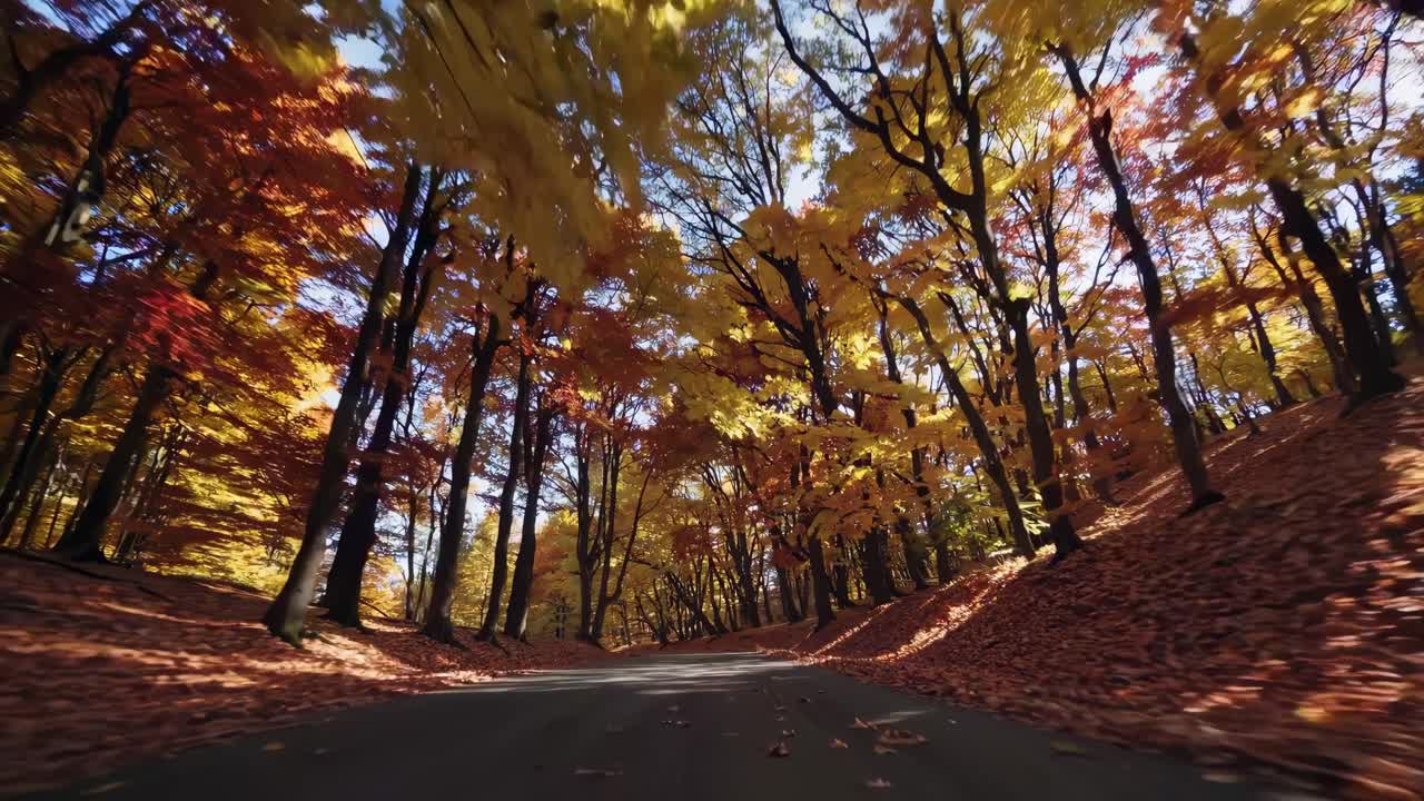 Dynamic video captures a low-angle view of a winding road through a vibrant autumn forest