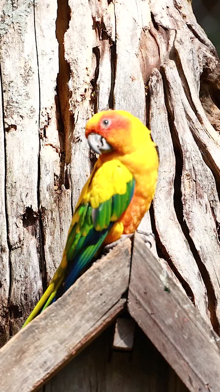 Colorful parrot perched on wooden structure
