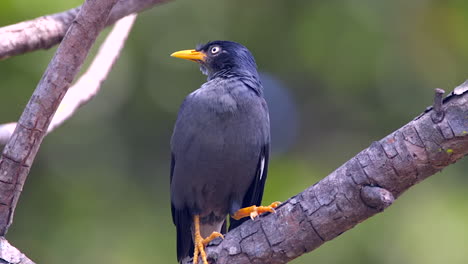 Eine-Wunderschöne-Blaue-Gemeine-Myna,-Die-Auf-Einem-Baumzweig-Thront-Und-Ihre-Umgebung-Betrachtet---Aus-Nächster-Nähe