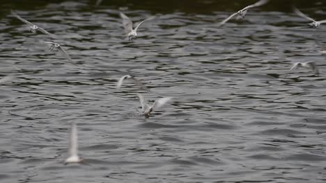 Terns-and-Gulls-Skimming-for-Food-are-migratory-seabirds-to-Thailand,-flying-around-in-circles,-taking-turns-to-skim-for-food-floating-on-the-sea-at-Bangpu-Recreational-Center-wharf