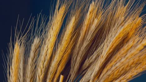 close up on bunch of wheat grass, dark studio background