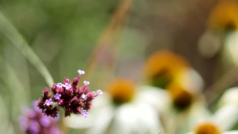 vervaina de púrpura polinizadora de abejas en el jardín de cardiff