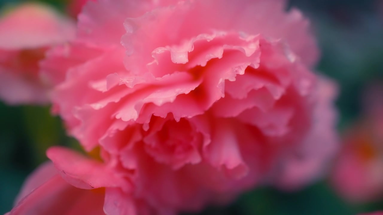 Primo piano di un fiore di begonia rosa tenue con petali increspati