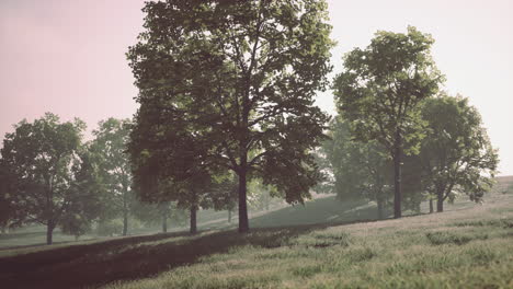 scenic view of the park in the center of the big city in the summer