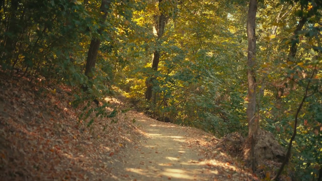 Una ripresa video orizzontale nostalgica, che si muove dolcemente lungo un sereno sentiero sterrato circondato da alberi alti in una soleggiata foresta autunnale, catturata con un obiettivo a focale fissa vintage nella calda luce dorata del sole.