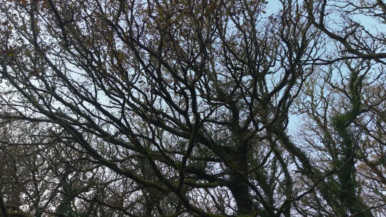 Ramas desnudas de los árboles del bosque en San Crimenzo, Dumbría, España - Toma en ángulo bajo