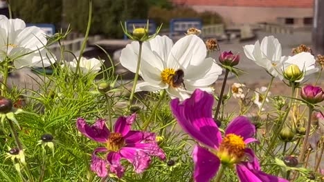 pan shot of a bee collects pollen from the white flowers